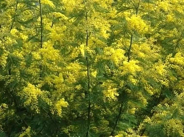COLTIVAZIONE: MIMOSA