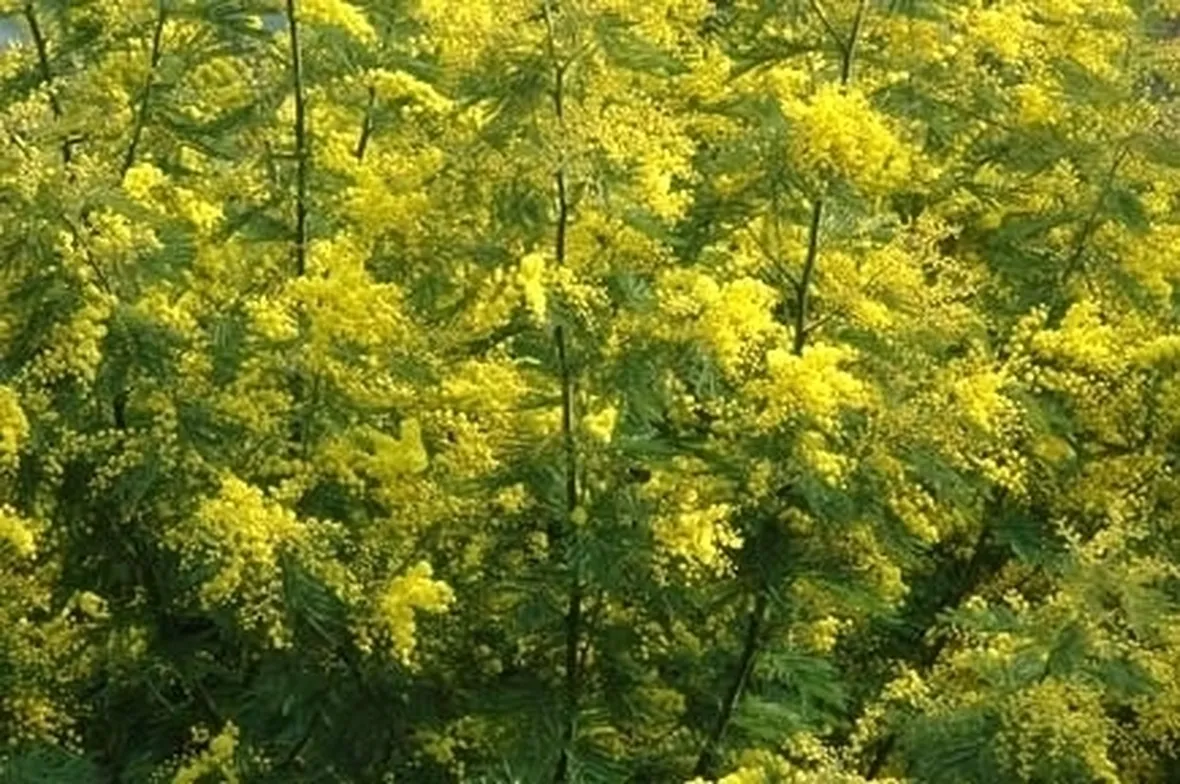 COLTIVAZIONE: MIMOSA