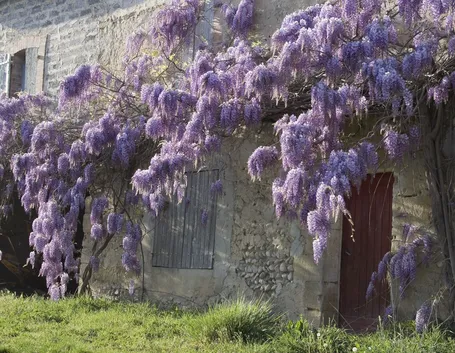 Come coltivare e curare il glicine