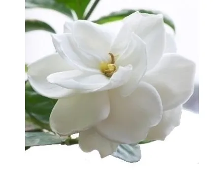 Come coltivare e prendersi cura della Gardenia