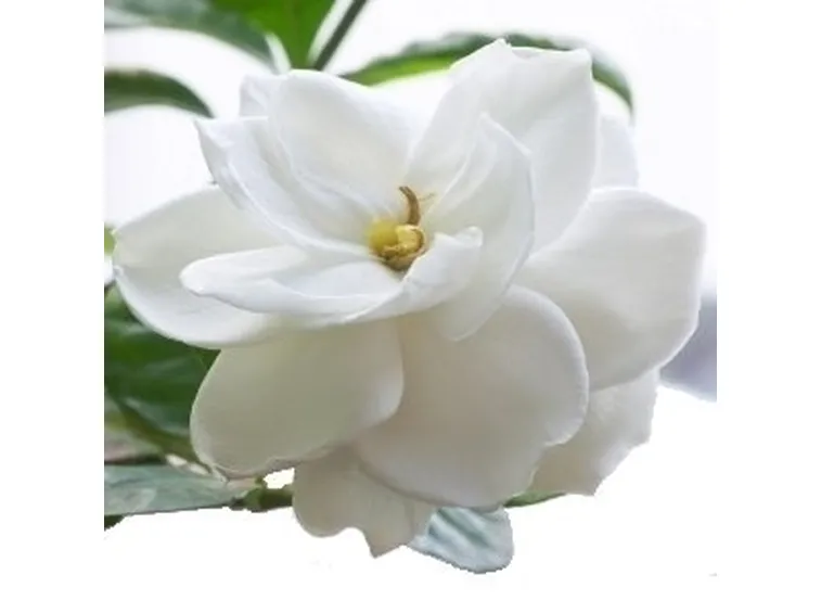 Come coltivare e prendersi cura della Gardenia