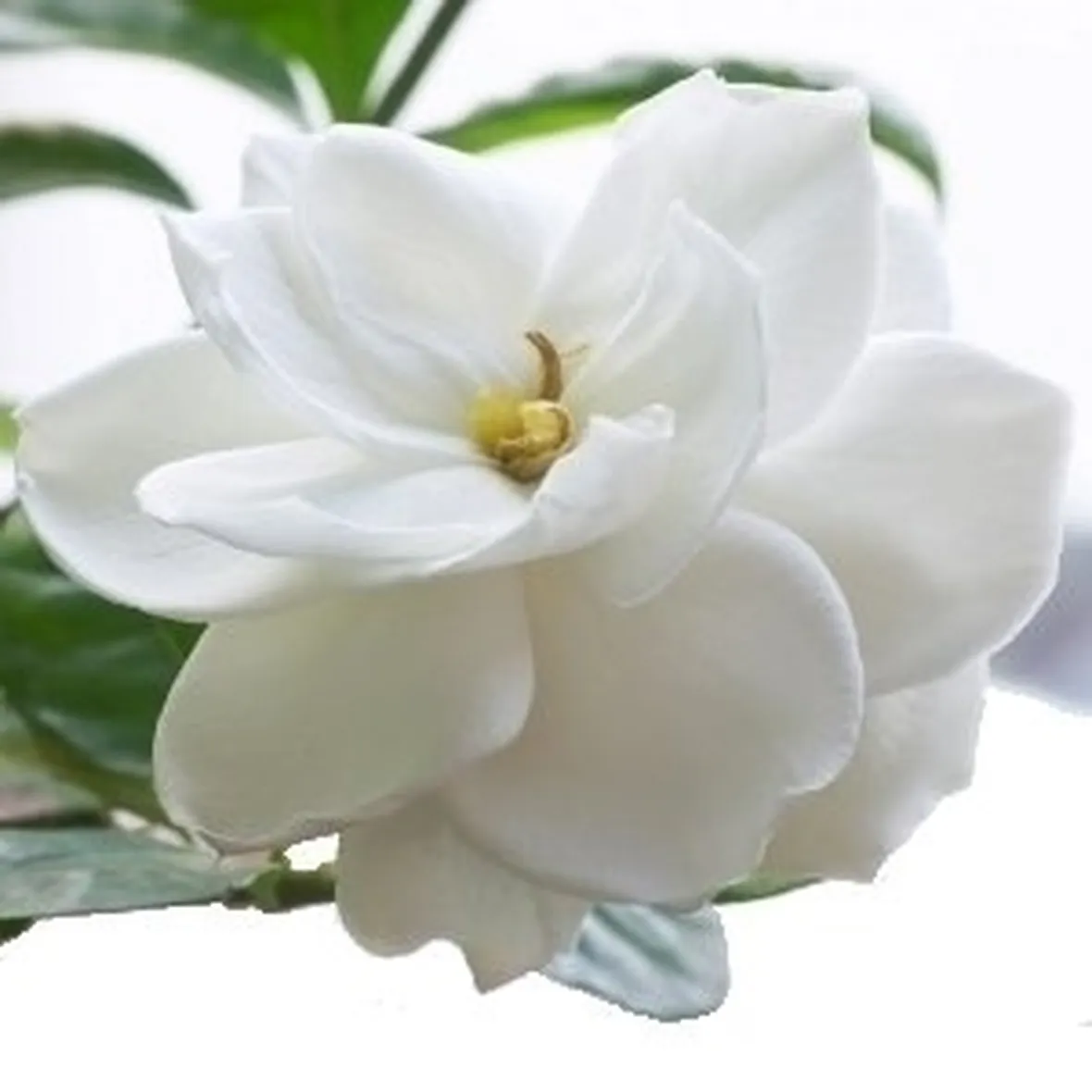 Come coltivare e prendersi cura della Gardenia