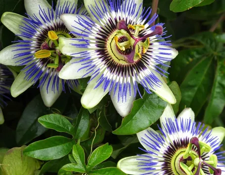 Come coltivare la passiflora