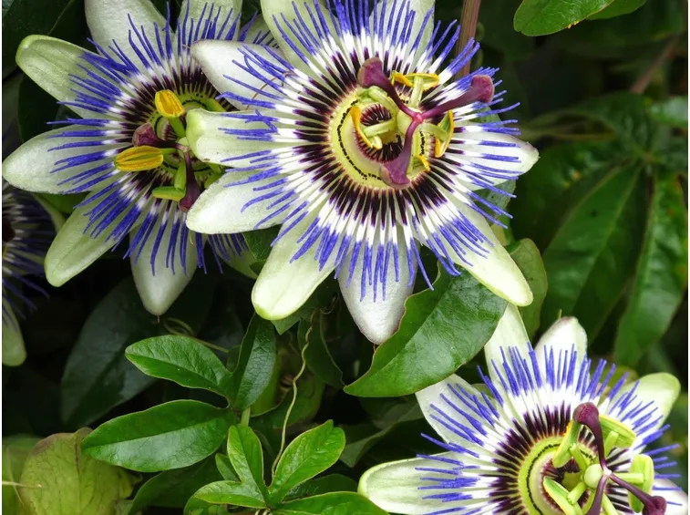 Come coltivare la passiflora