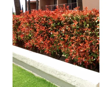 Come coltivare la Photinia Red Robin