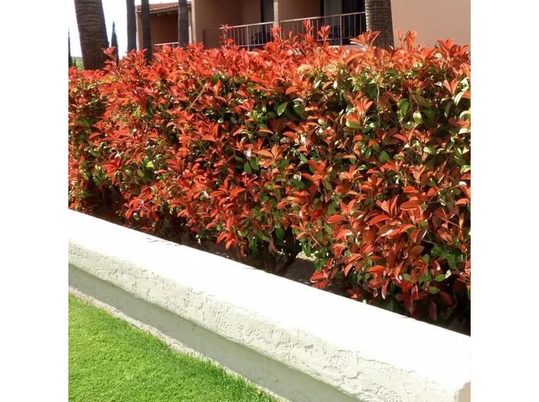 Come coltivare la Photinia Red Robin