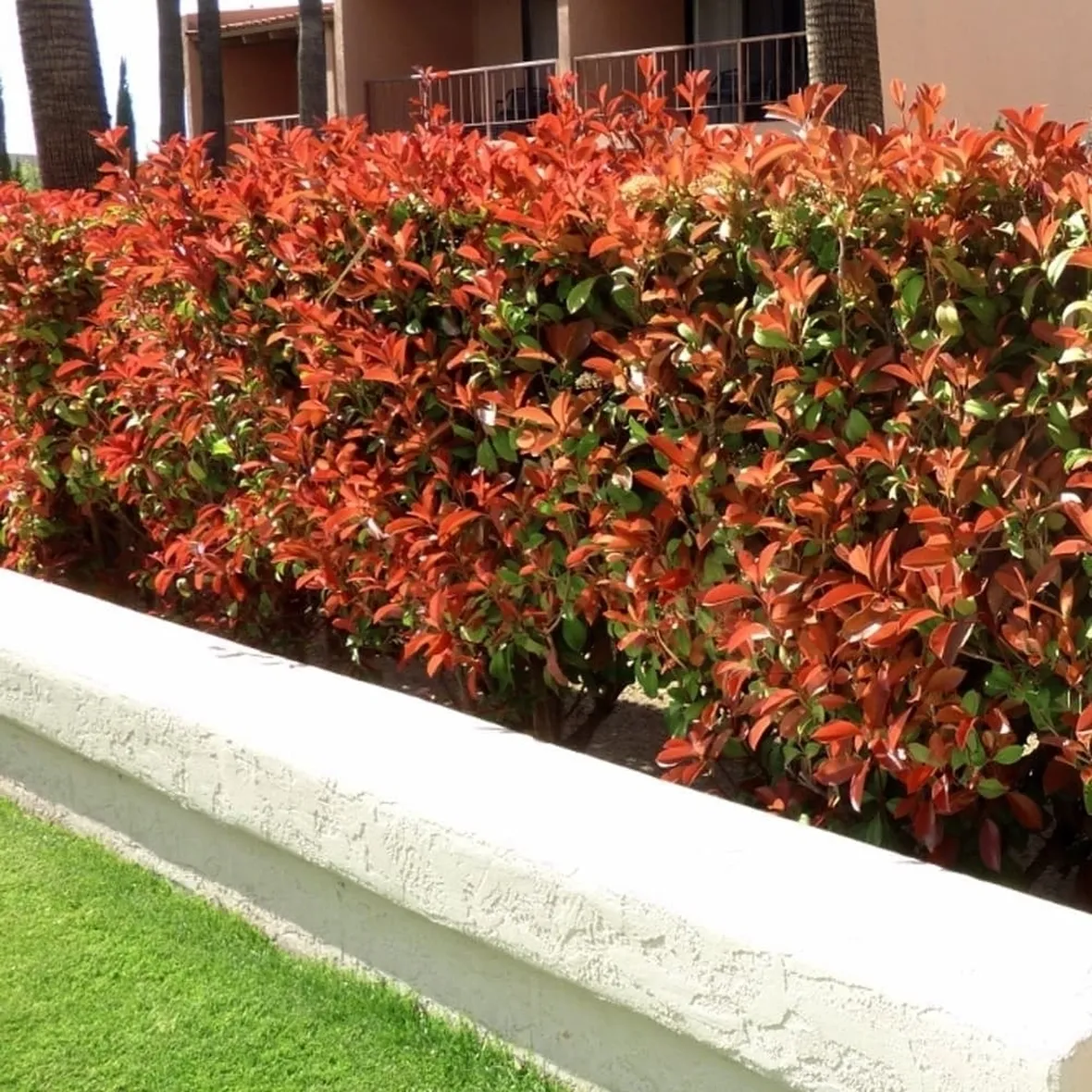 Come coltivare la Photinia Red Robin