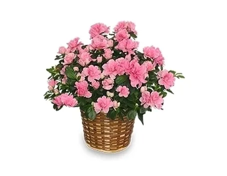 Come coltivare l'azalea da balcone