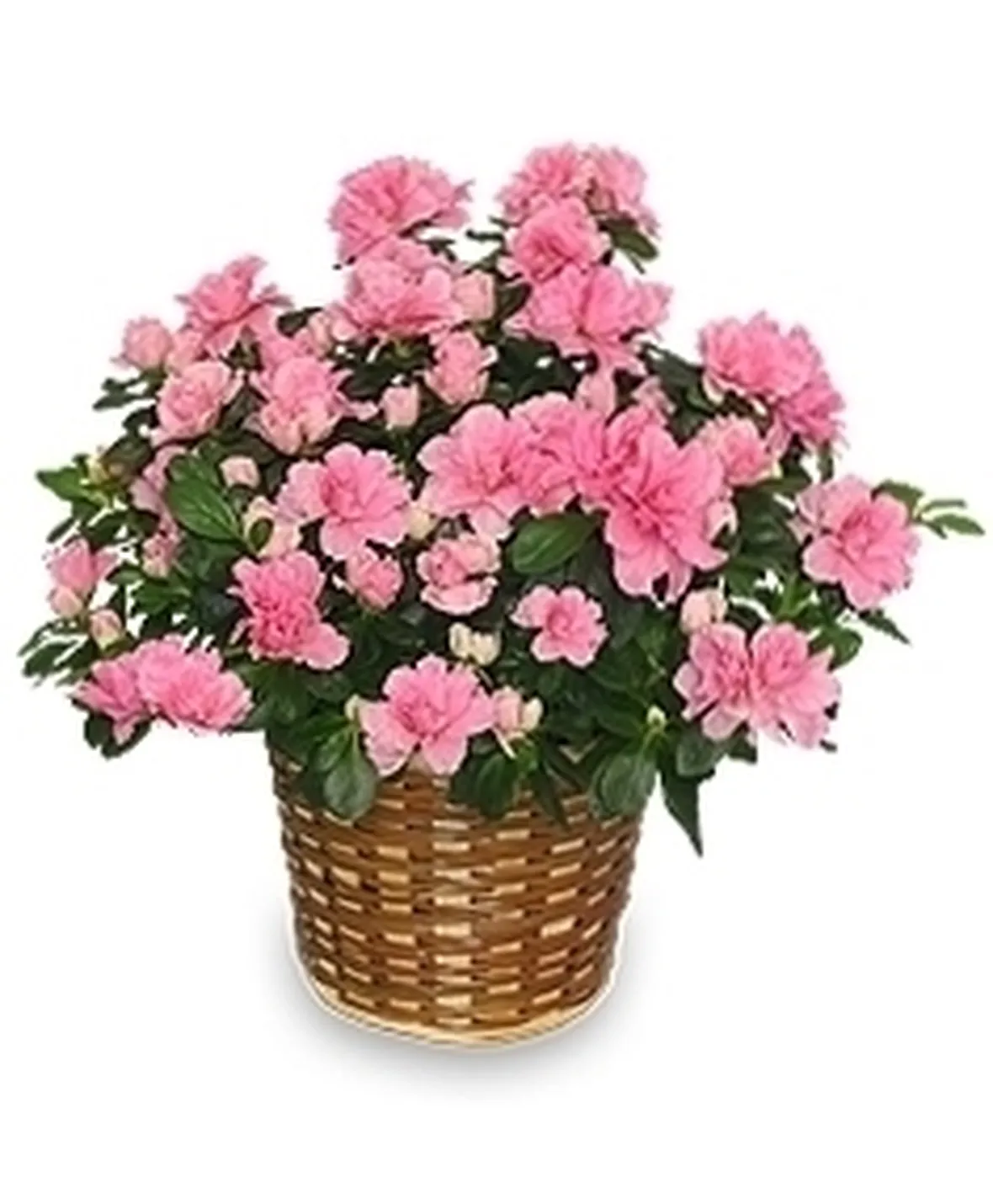 Come coltivare l'azalea da balcone