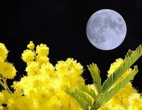 Come conservare a lungo i fiori e le piante di mimosa