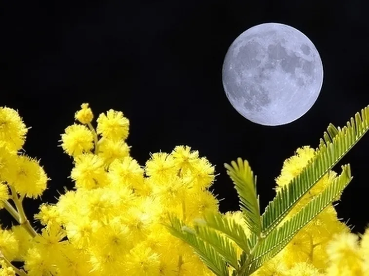 Come conservare a lungo i fiori e le piante di mimosa