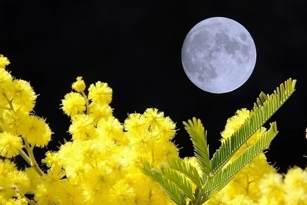 Come conservare a lungo i fiori e le piante di mimosa