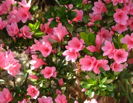Come e quando concimare correttamente l'azalea