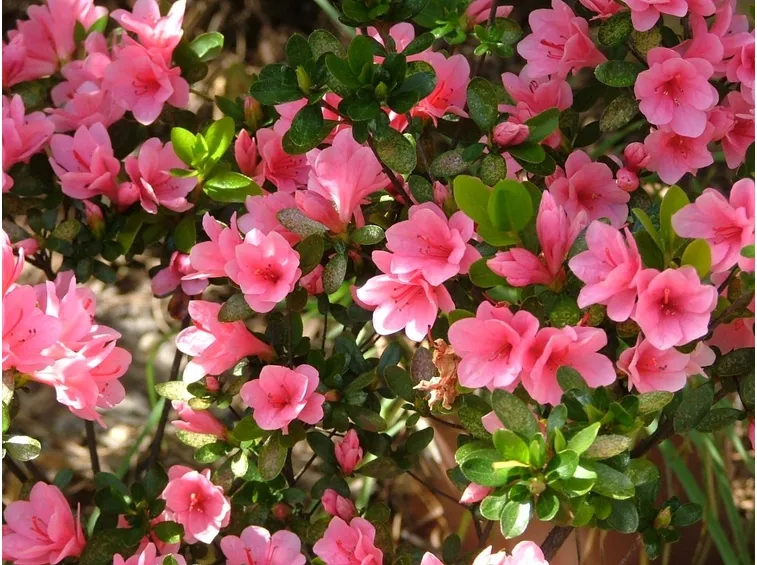 Come e quando concimare correttamente l'azalea