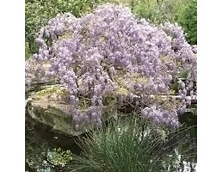Come far fiorire il glicine