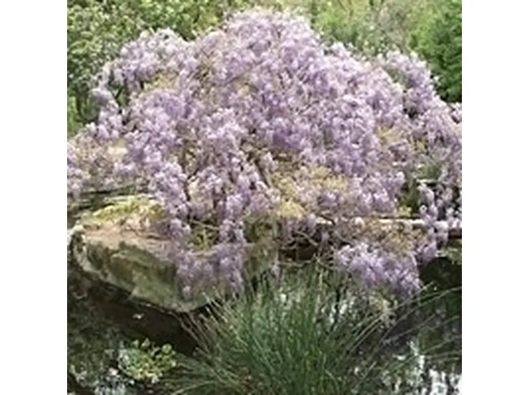 Come far fiorire il glicine