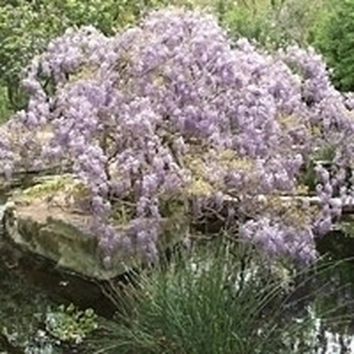 Come far fiorire il glicine