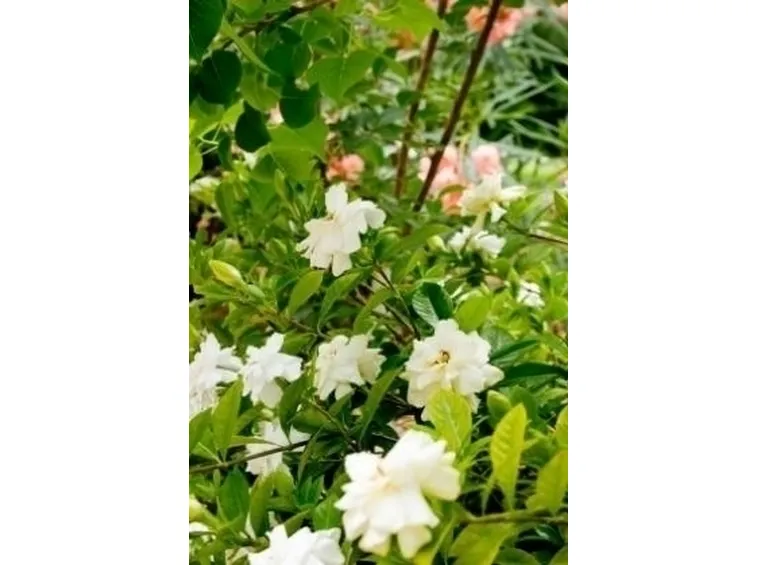 Come fare una Gardenia