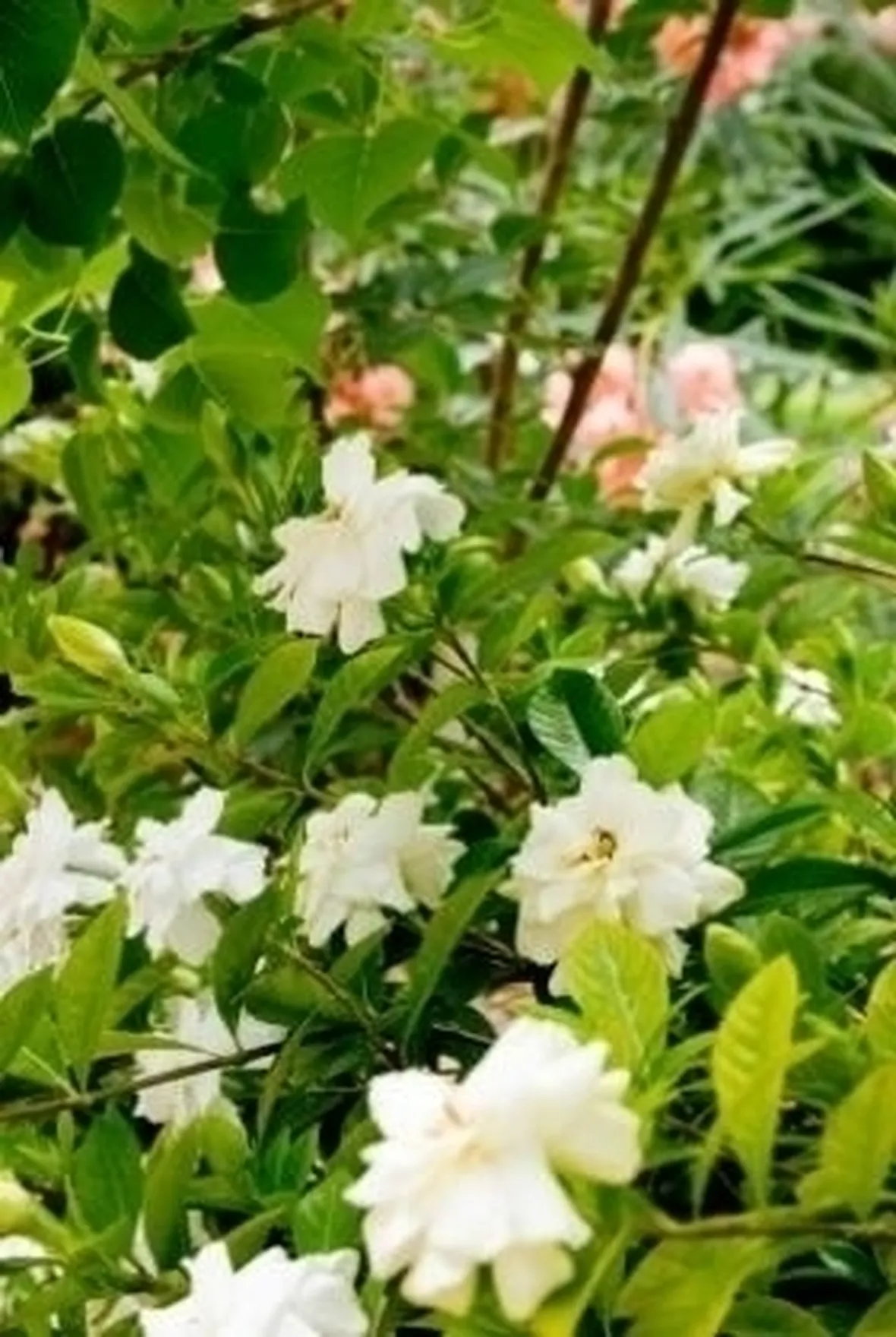 Come fare una Gardenia