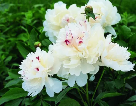 Come innaffiare la peonia