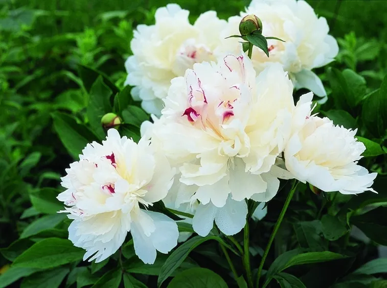 Come innaffiare la peonia