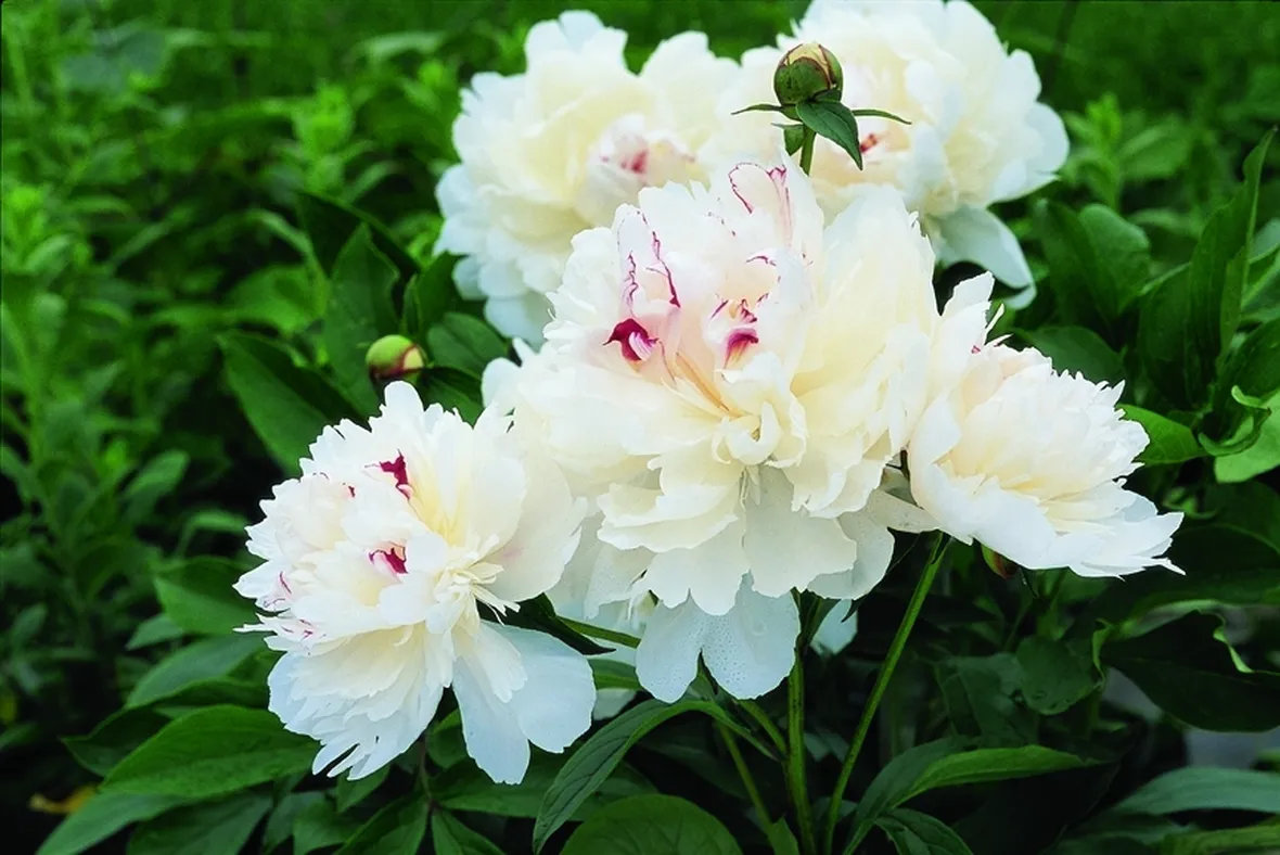 Come innaffiare la peonia