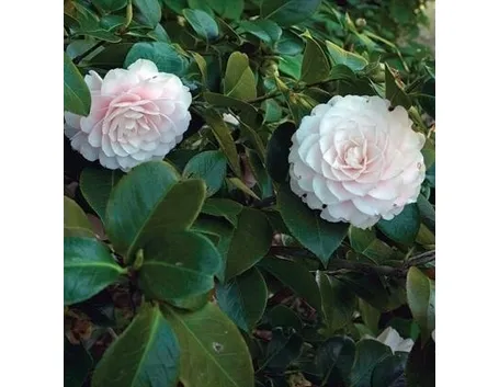Come riconoscere una camelia