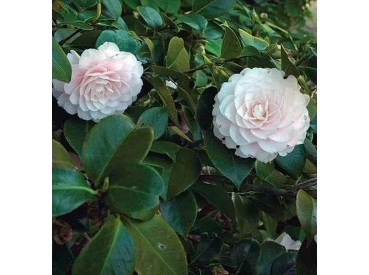 Come riconoscere una camelia