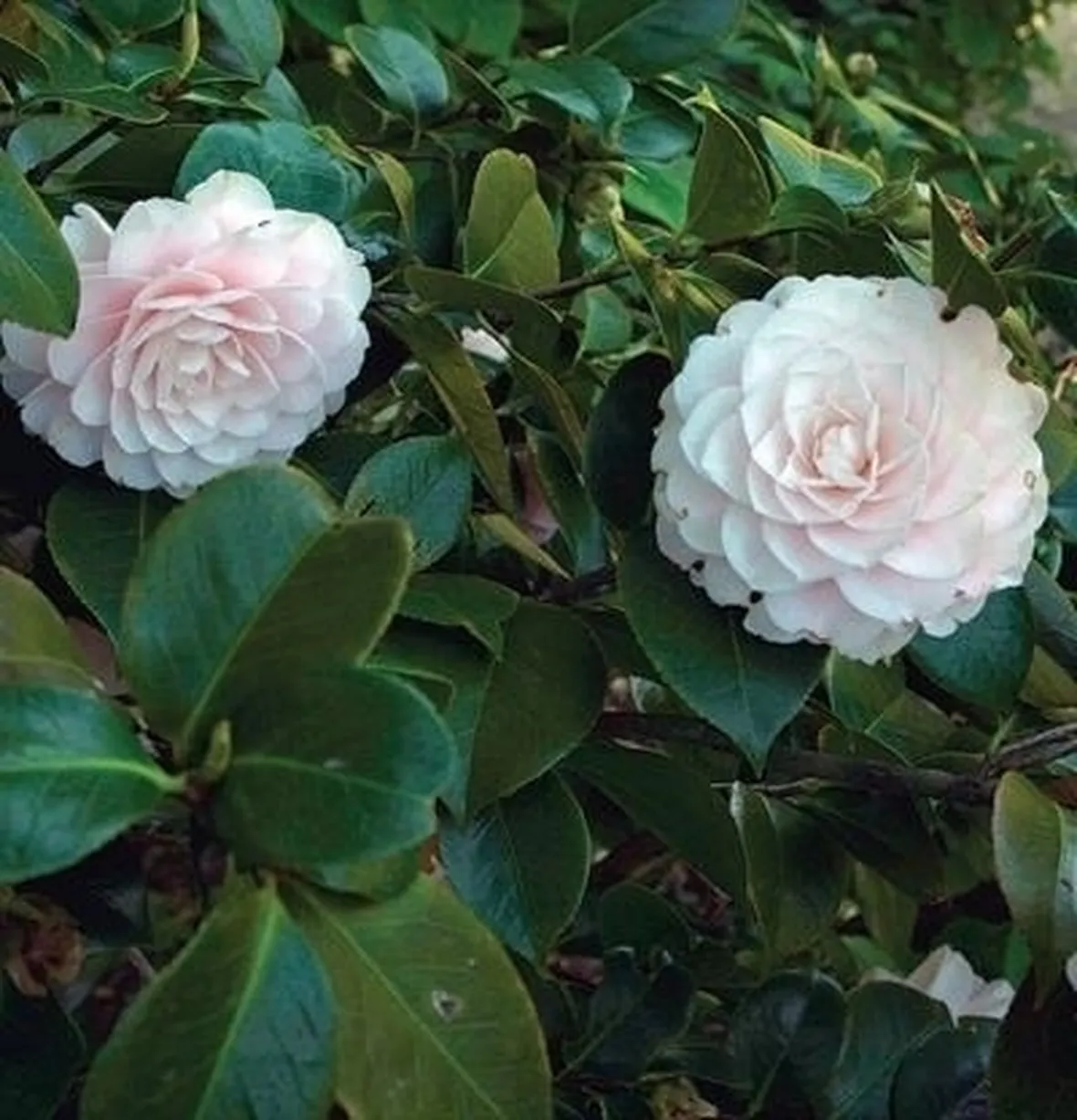 Come riconoscere una camelia