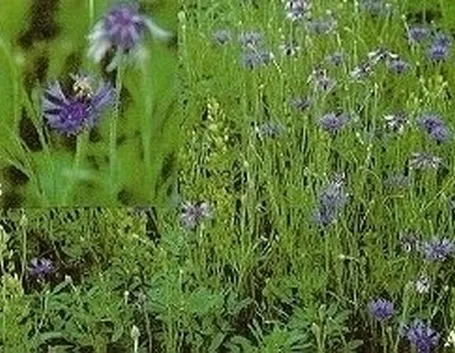 Concimare il fiordaliso