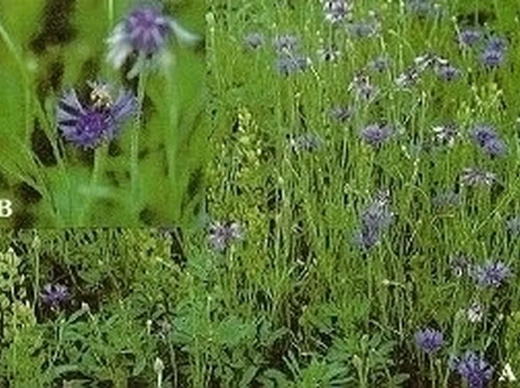 Concimare il fiordaliso