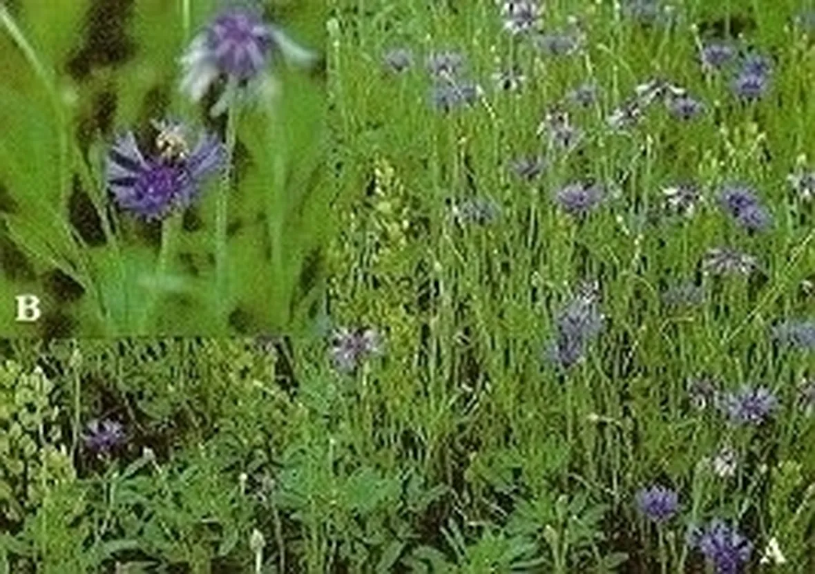 Concimare il fiordaliso