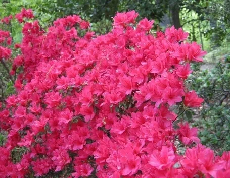 Concimazione azalea