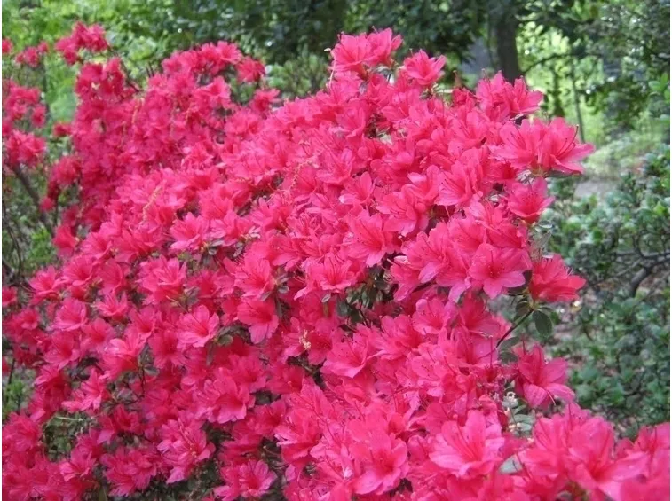 Concimazione azalea
