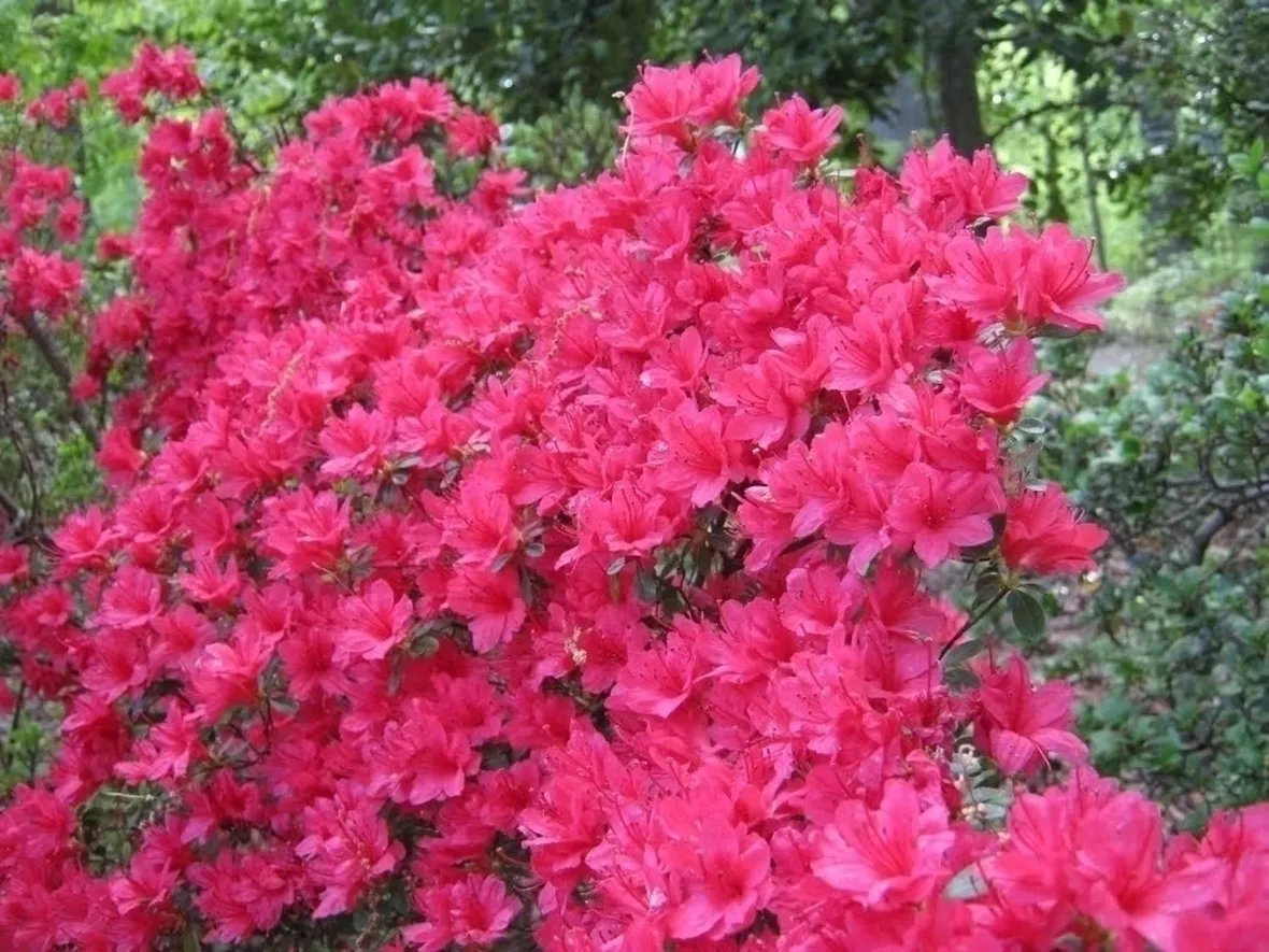 Concimazione azalea