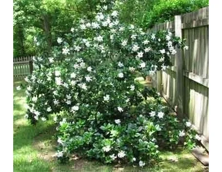 Concimazione della Gardenia