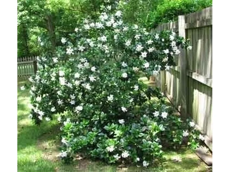Concimazione della Gardenia