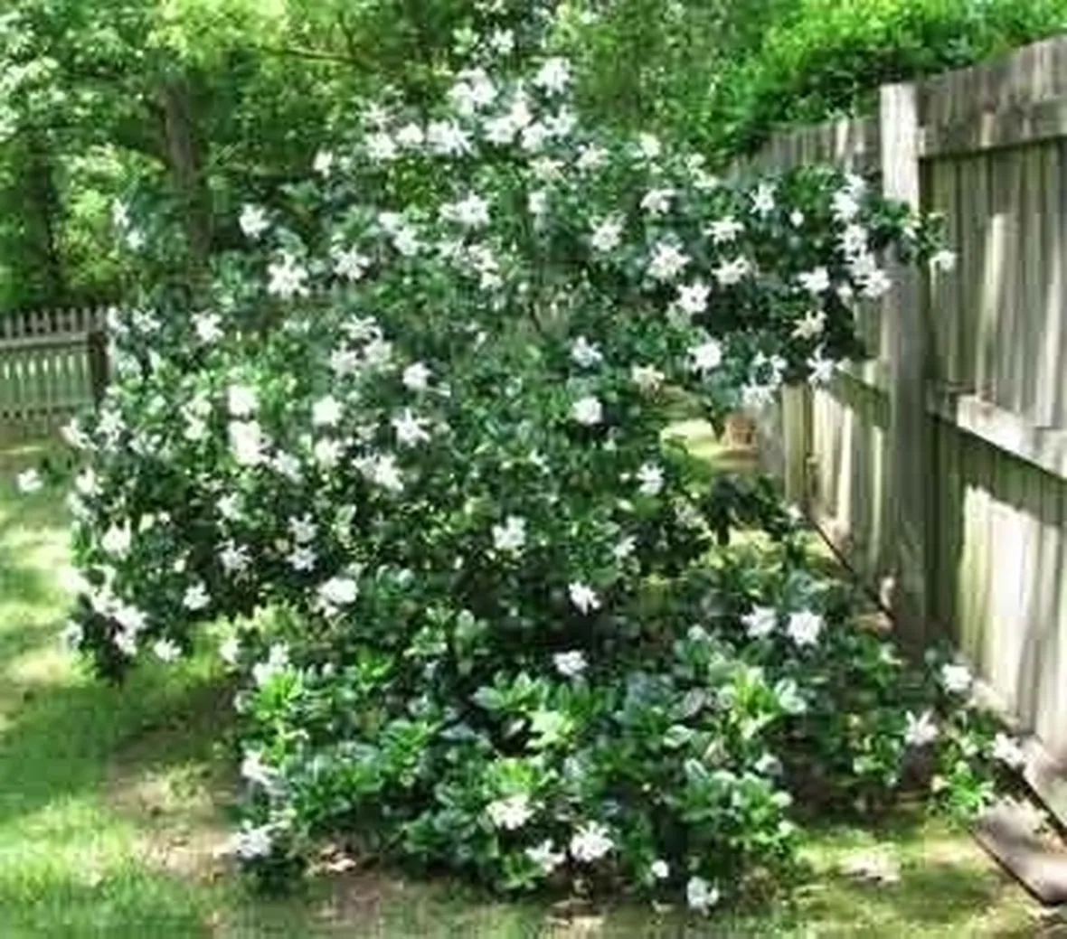 Concimazione della Gardenia