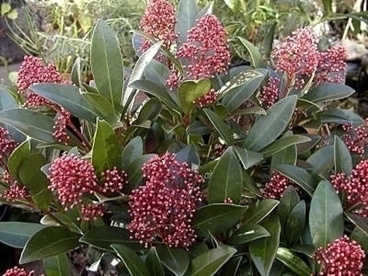 Concimazione skimmia