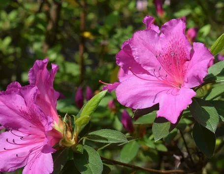 Conosciamo l'azalea: pianta e fiore