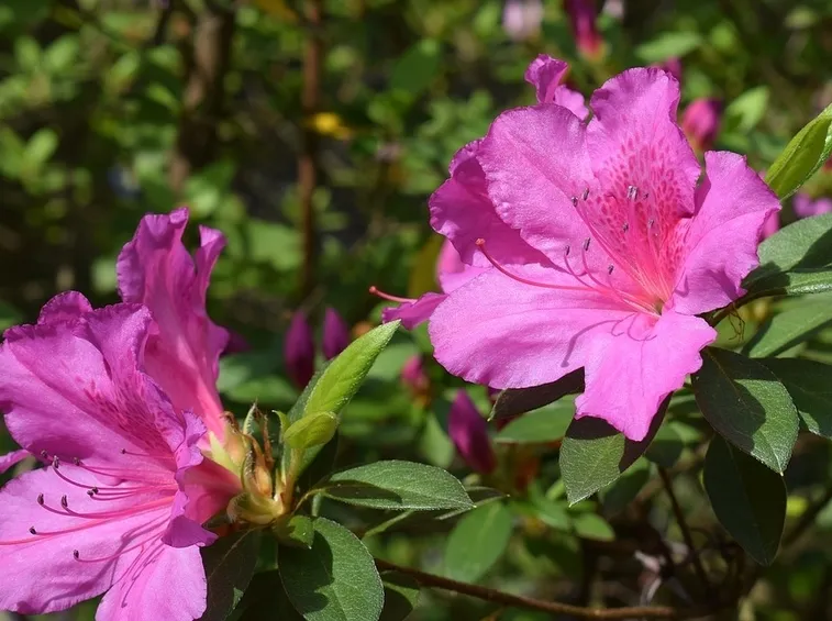 Conosciamo l'azalea: pianta e fiore