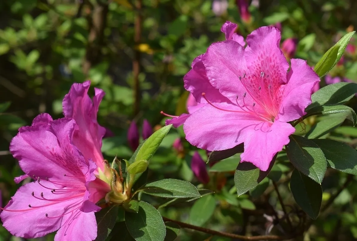 Conosciamo l'azalea: pianta e fiore