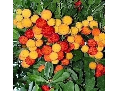 Corbezzolo