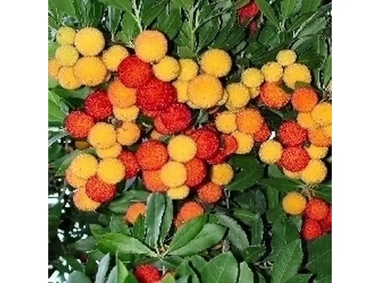 Corbezzolo