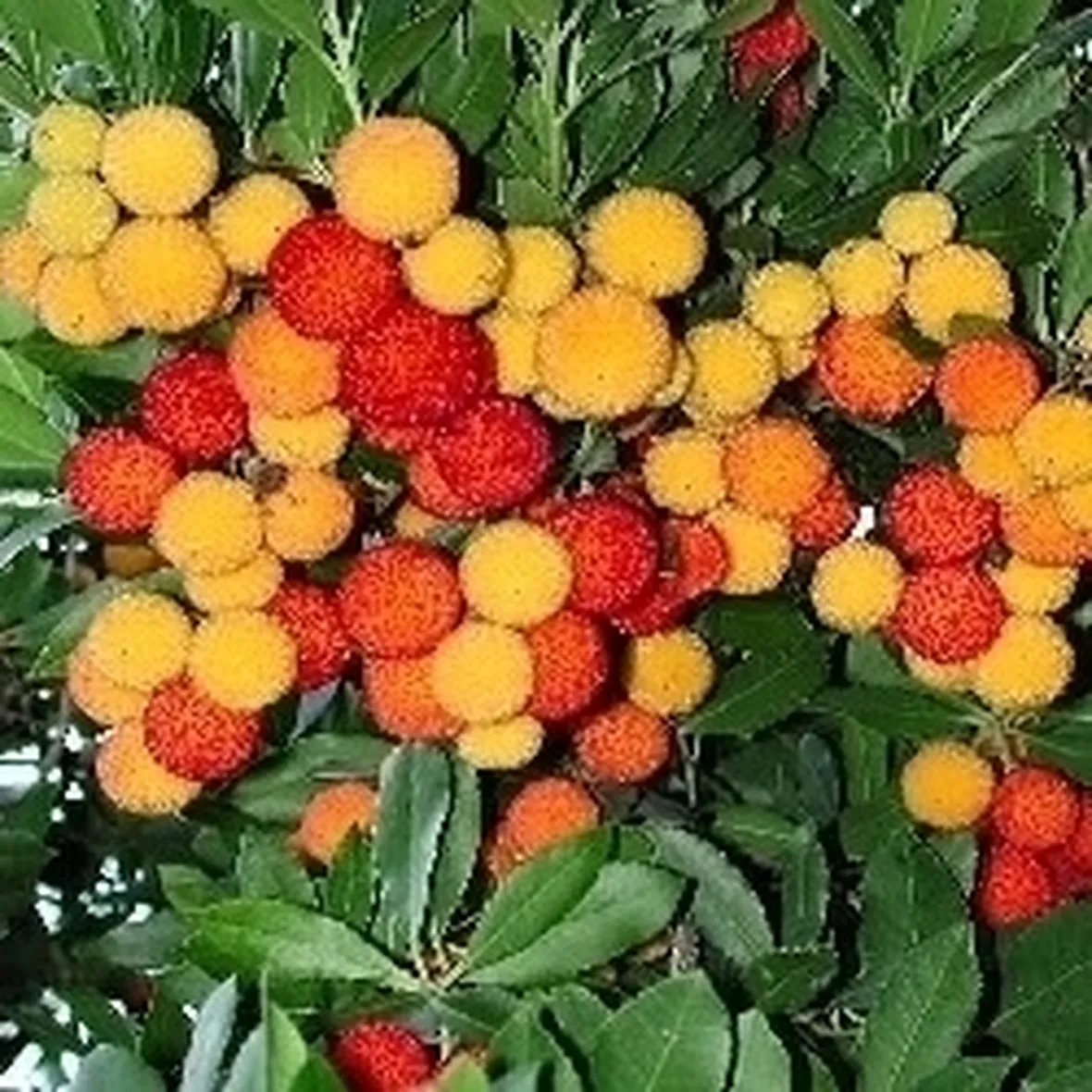 Corbezzolo