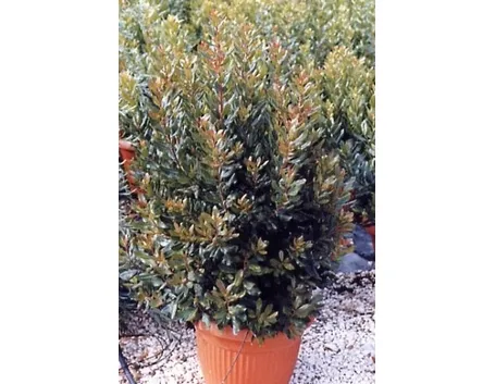 corbezzolo