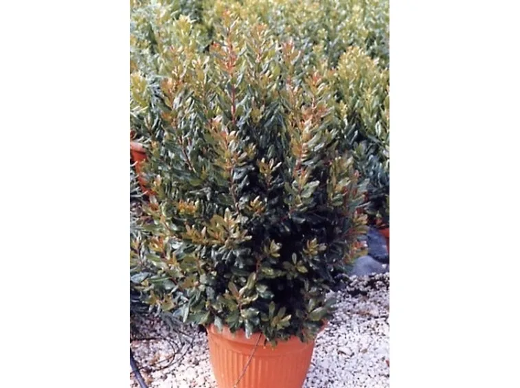 corbezzolo