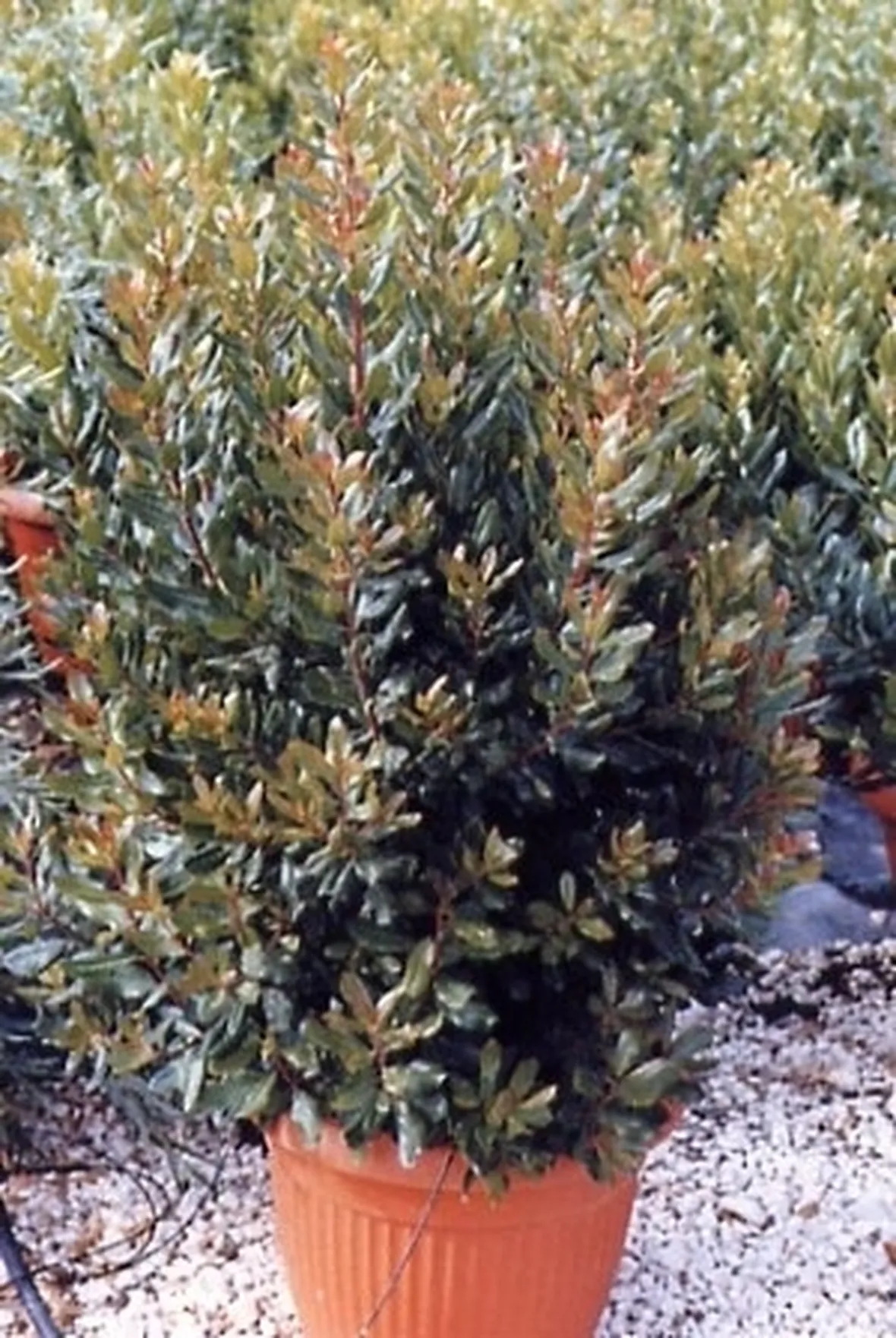 corbezzolo