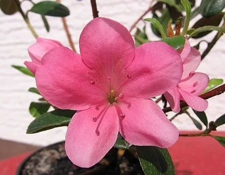 Cosa non può mancare in un giardino giapponese