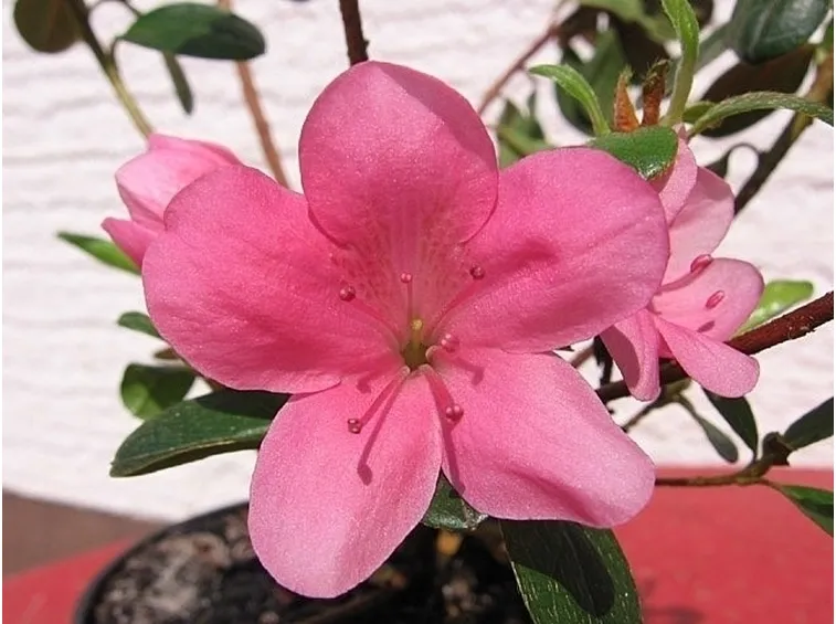 Cosa non può mancare in un giardino giapponese